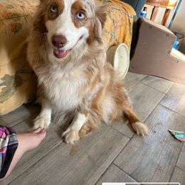 Libby - Australian Shepherd