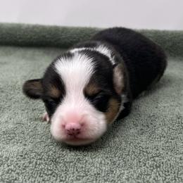 Blizzard - Black and tan male Pembroke Welsh Corgi puppy in Waco, Texas from The Comma Corgis