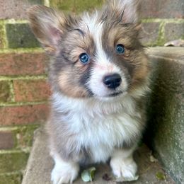 Red Collar boy Bandit - Sable male Pembroke Welsh Corgi puppy in Paris, Kentucky from Flat Run Corgis