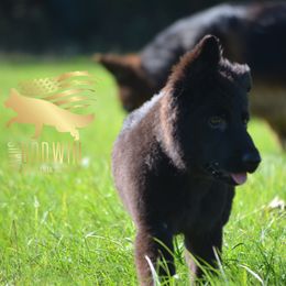 German Shepherd Puppies from Haus Godwin