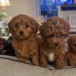 Maltipoo Puppies from Ollie-Pop Paws Breeding