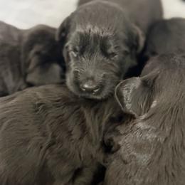 Girl 1 - Black female Giant Schnauzer puppy in Bois D’arc, Missouri from Down Low Kennels