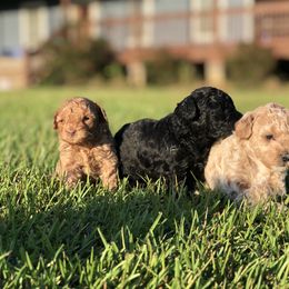 Poodle Puppies from Upper Echelon