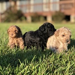 Poodle Puppies from Upper Echelon