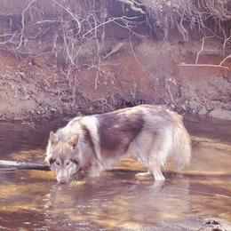 Tomi - Native American Indian Dog