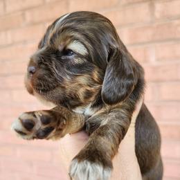 AKC Linus Red Roan Sable - Sable male Cocker Spaniel puppy in New Market, Tennessee from Down in the Holler