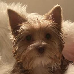 Caramel Praline - Chocolate, tan and white female Yorkshire Terrier puppy in Elgin, Illinois from Mud Puppies