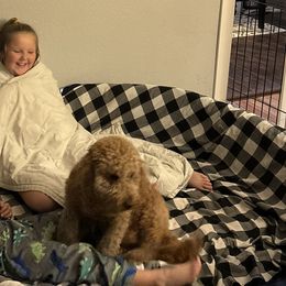 Goldendoodles from Hannah’s Goldendoodles