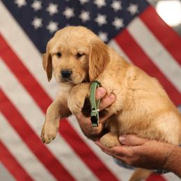 Dill - Golden male Golden Retriever puppy in Payette, Idaho from Stonewick Retrievers