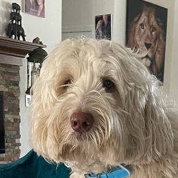 Hugo - Australian Labradoodle