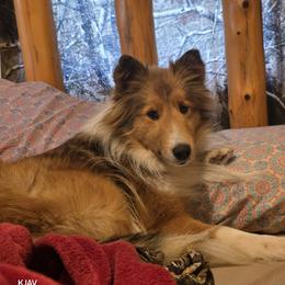 Kiara - Shetland Sheepdog