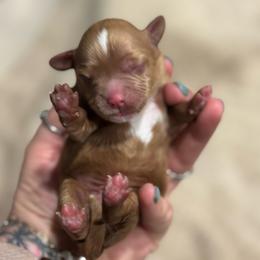 Arkansas - Red male Cavapoo puppy in Carmichaels, Pennsylvania from Honey & Lemon Royalty
