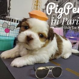PigPen - Liver and white male Shih Tzu puppy in Peoria, Arizona from Loyal Shih Tzu