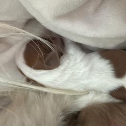 Girl 1 - Sable and white female Shih Tzu puppy in Hudson, Florida from My Boujee Shih Tzu Life