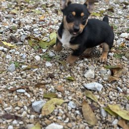 Black tux female - Black and white female Teddy Roosevelt Terrier puppy in Robards, Kentucky from Dream Tree Kennel
