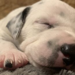 Dalmatians from LUA Dals