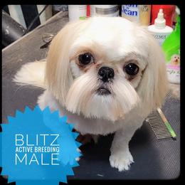 Blitz - Shih Tzu