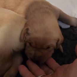 Yellow collar - Yellow female Labrador Retriever puppy in Chaumont, New York from Peak Performance Labradors