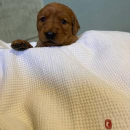 Cherry - Dark golden female Golden Retriever puppy in Maysville, North Carolina from Gold Rush Retrievers