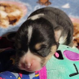 Maroon bandana boy - Black and tan male Pembroke Welsh Corgi puppy in Cherokee, Oklahoma from MCS Farms-OK