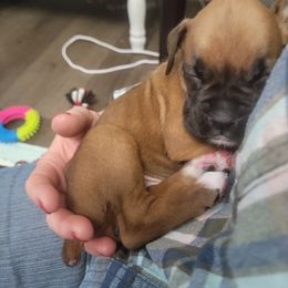 Boxer Puppies from Vincenza Boxers