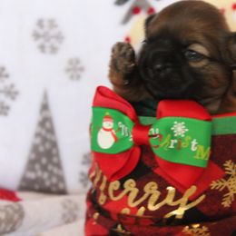 Girl 1-Bella - Brindle Shih Tzu puppy in Lithonia, Georgia from Dream Pups