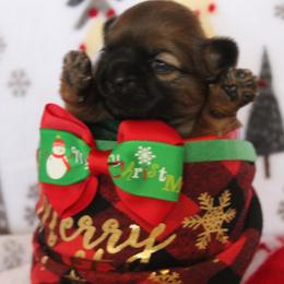 Girl 1-Bella - Brindle Shih Tzu puppy in Lithonia, Georgia from Dream Pups