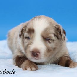 Bode - Red merle male Miniature Australian Shepherd puppy in Weeki Wachee, Florida from Arlington's Mini Aussies