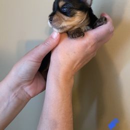Yorkshire Terrier Puppies from MagnoliaYorkies