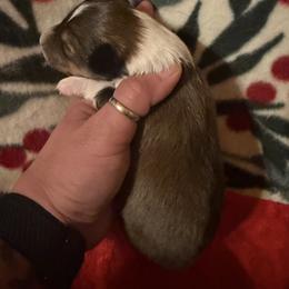 Hermione - Sable and white female Shetland Sheepdog puppy in Douglass, Texas from Dreamer’s Shelties