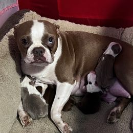 Carmella - Boston Terrier