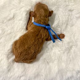 Goldendoodle Puppies from Desert Paws Doodles