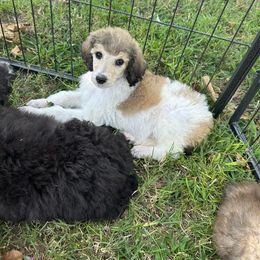Dalmatian, Poodle, and Rhodesian Ridgeback Puppies from Ruffles, Ridges, & Spots!