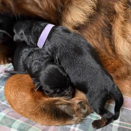 Female 2 - Black and red female German Shepherd puppy in Purcellville, Virginia from Starry Night German Shepherd Dogs