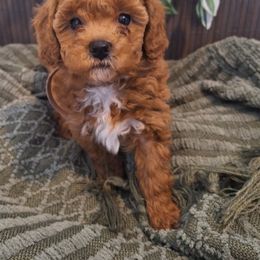 Goldendoodle Puppies from Abidoodles Florida
