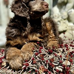 Poodle Puppies from Earthstone Poodle