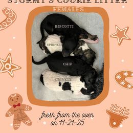 Chip - Black female Poodle puppy in Ocean Springs, Mississippi from Forever Summer Standard Poodles