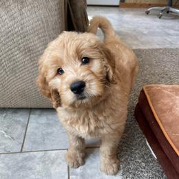 Girl 3 - female Goldendoodle puppy in Sugarcreek, Ohio from True Hearted Doodles