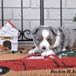 Bodhi - Blue merle male Toy Australian Shepherd puppy in Russellville, Arkansas from Rockin H Aussies
