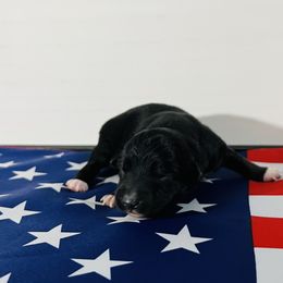 Justice 🇺🇸 - Black tri Miniature Australian Shepherd puppy in Minnesota from Broken T Australian Shepherds