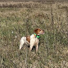 Ripley - French Brittany