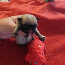 Litter - Fawn male Pug puppy in Cedar Springs, Michigan from Wilson's Pugs