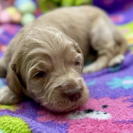 Maise - Apricot female Australian Labradoodle puppy in Rhode Island from Highland Beach Labradoodles