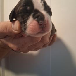 Carmel - Brown and white female Saint Bernard puppy in Kinsman, Ohio from Coleman Saint Bernards of Ohio