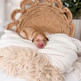 Outlaw - Apricot male Goldendoodle puppy in Ooltewah, Tennessee from Allison Family Doodles