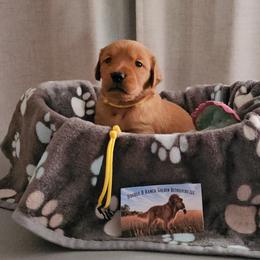 Yellow - Dark golden female Golden Retriever puppy in Bellevue, Michigan from Double D Ranch Golden Retrievers LLC