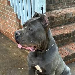 Cane Corso from 336 Cane Corso