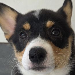 Pembroke Welsh Corgis from Zion's Michigan Acres