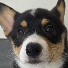 Pembroke Welsh Corgis from Zion's Michigan Acres