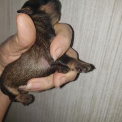 Sady - Red female Brussels Griffon puppy in Nc, Florida from Brusseluv2